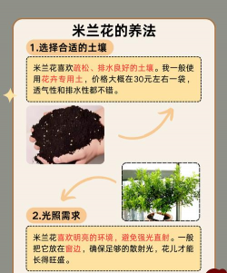 米兰的养护技巧 米兰的养护技巧