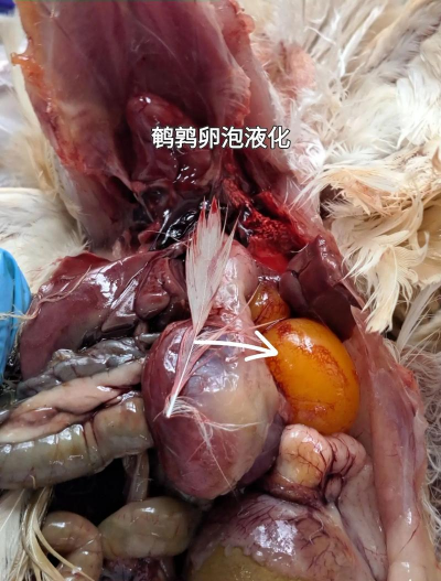 鹌鹑禽流感的症状及治疗方法 鹌鹑禽流感的症状及治疗方法