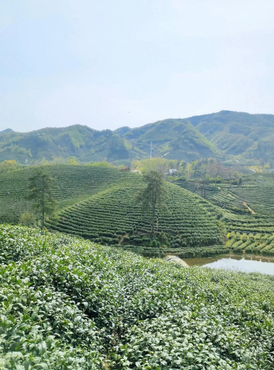 毛尖茶产地是什么地方 毛尖茶产地是什么地方