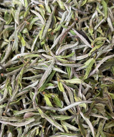 白茶产量高吗 白茶产量高吗