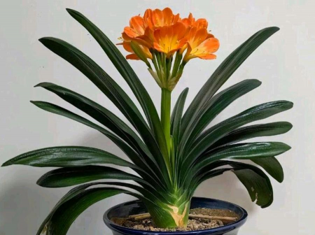 君子兰为什么叫君子兰 君子兰为什么叫君子兰