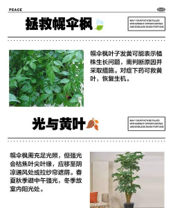 幌伞枫为什么会掉叶子 幌伞枫为什么会掉叶子