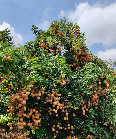 荔枝什么季节成熟 荔枝什么季节成熟