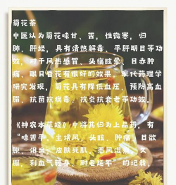 白菊花茶的功效与作用 白菊花茶的功效与作用