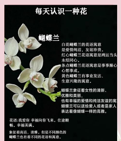 蝴蝶兰的花语 蝴蝶兰的花语