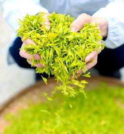 建德苞茶怎么样 建德苞茶怎么样