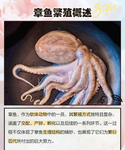 章鱼的养殖方法和注意事项 章鱼的养殖方法和注意事项