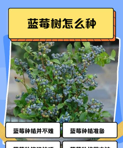 蓝莓的种植方法和技术 蓝莓的种植方法和技术