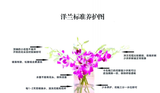 洋兰花养殖方法和注意事项 洋兰花养殖方法和注意事项