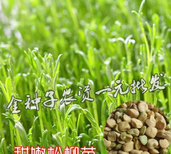 松柳菜怎么种 松柳菜怎么种