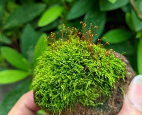 苔花的精神品质是什么 苔花的精神品质是什么