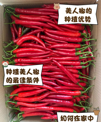 美人椒种植栽培技术 美人椒种植栽培技术