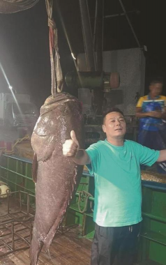 最大的石斑鱼有多大 最大的石斑鱼有多大