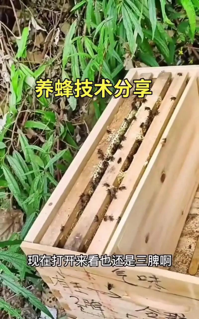 养蜂管理办法 养蜂管理办法