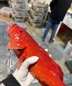 东星斑养殖和野生的区别 东星斑养殖和野生的区别