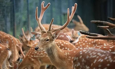 梅花鹿多少钱一只 梅花鹿多少钱一只