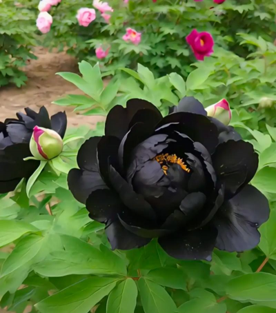 最美的花是什么花 最美的花是什么花