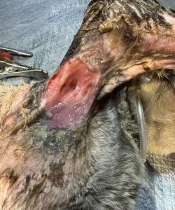 雪貂传染病 雪貂传染病