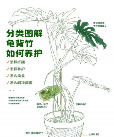 龟背竹冬天如何养护 龟背竹冬天如何养护