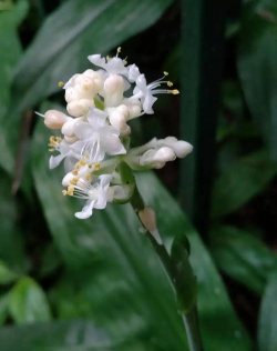 杜若什么花 杜若什么花