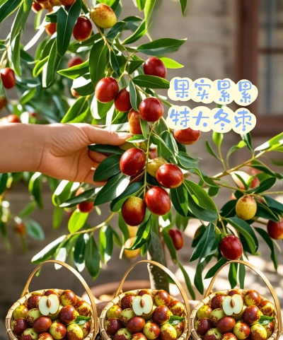 冬枣核能种出枣树吗 冬枣核能种出枣树吗