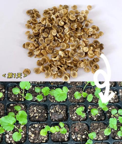 蜀葵什么时候播种 蜀葵什么时候播种