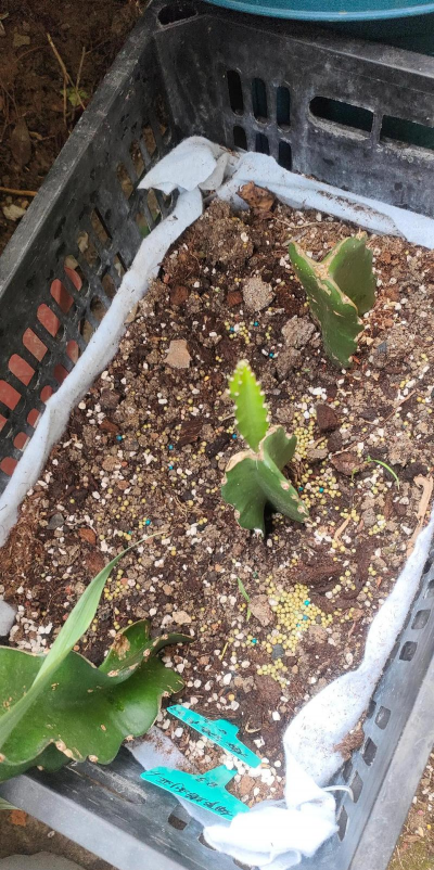 火龙果苗寿命多少年 火龙果苗寿命多少年