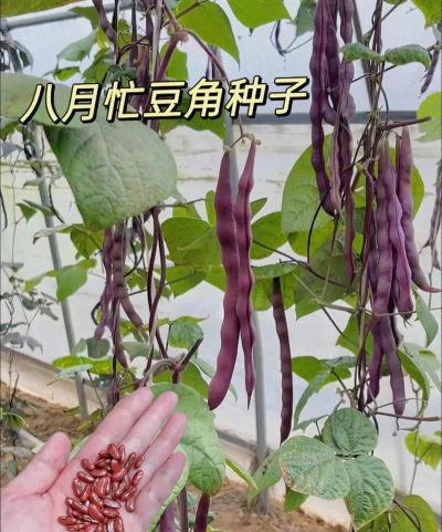 豇豆八月份可不可以种 豇豆八月份可不可以种