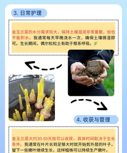 金玉兰菜怎么种植 金玉兰菜怎么种植