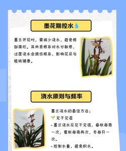 墨兰如何判断需要浇水 墨兰如何判断需要浇水