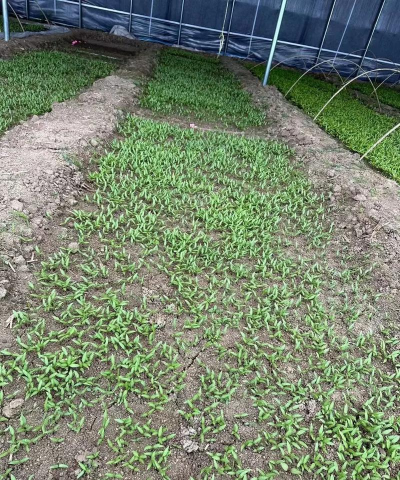 辣椒树什么肥料 辣椒树什么肥料