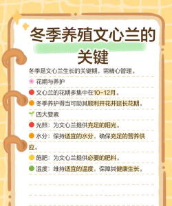 文心兰冬天如何管理 文心兰冬天如何管理