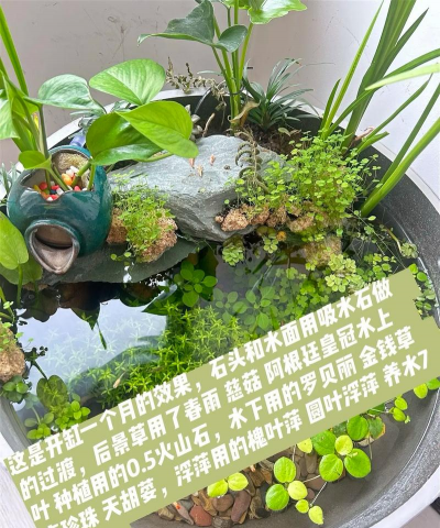 水培植物如何放鱼缸 水培植物如何放鱼缸