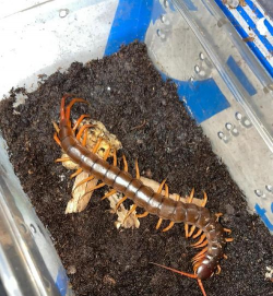 蜈蚣怎么样 蜈蚣怎么样