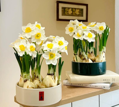 室内水养花有哪些花 室内水养花有哪些花