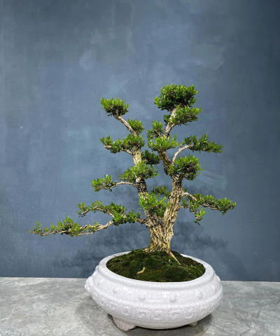 黄杨盆景用什么土 黄杨盆景用什么土