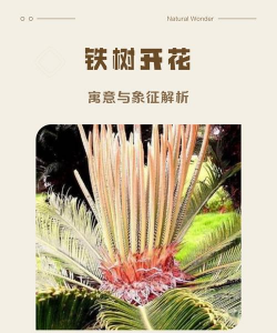 铁树开花象征什么意思 铁树开花象征什么意思