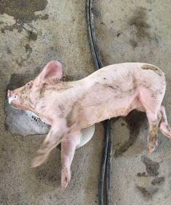 仔猪全身抽搐怎么治 仔猪全身抽搐怎么治