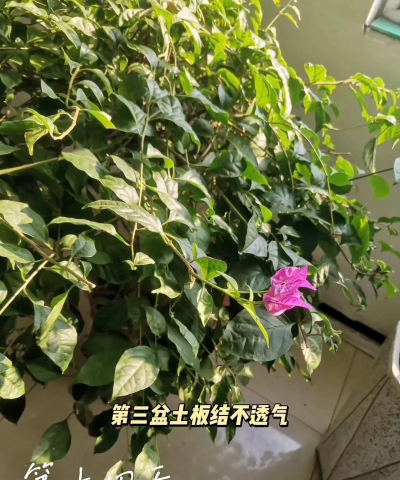 三角梅为什么掉花 三角梅为什么掉花