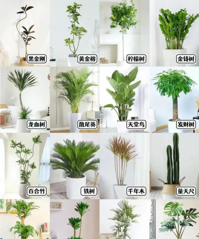 常见的绿植有哪些 常见的绿植有哪些