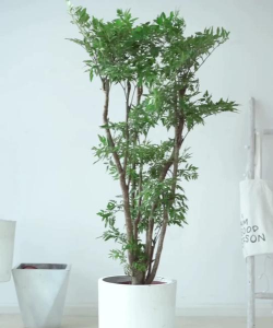 细叶福禄桐植物如何养护 细叶福禄桐植物如何养护