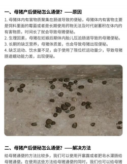 母猪便秘 不吃怎么办 母猪便秘 不吃怎么办