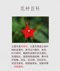 五星花如何盆养 五星花如何盆养