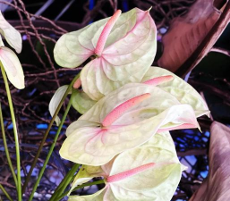 火鹤花语有哪些 火鹤花语有哪些