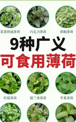 薄荷哪些种类可食用 薄荷哪些种类可食用