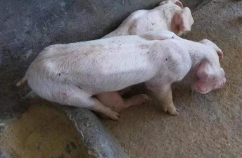 仔猪圆环病怎么办 仔猪圆环病怎么办