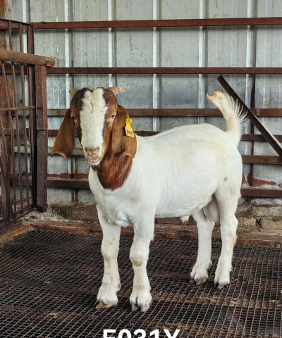 波尔山羊幼羊多少一斤 波尔山羊幼羊多少一斤