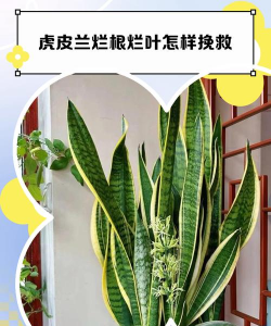 虎皮兰烂叶如何处理 虎皮兰烂叶如何处理