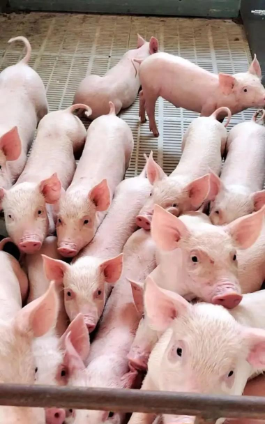 仔猪一般多少天断奶最佳 仔猪一般多少天断奶最佳