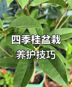 四季桂花如何移栽花盆 四季桂花如何移栽花盆